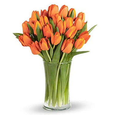 Orange Tulips in Glass Vase